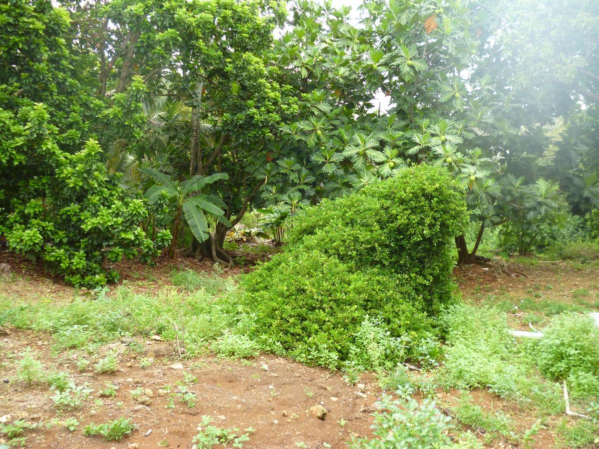 Posada Nativa Miss Casira San Andrés Exteriér fotografie